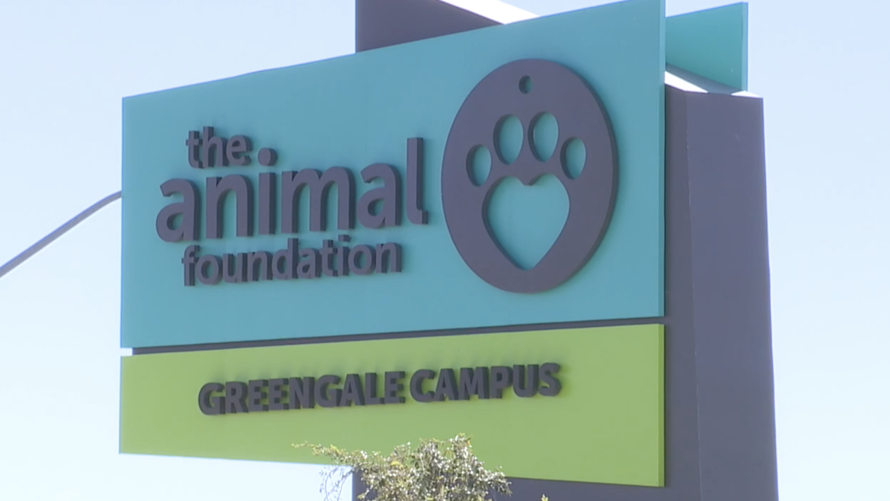 The 2024 animal foundation